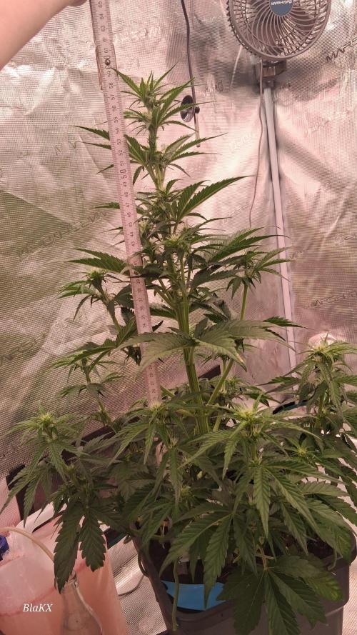 Banana Purpel Punsh Organisch mit EPN. Week 4