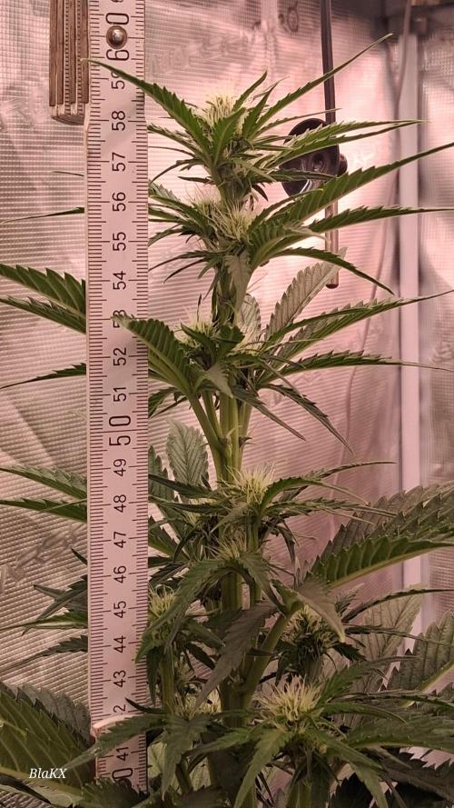 Banana Purpel Punsh Organisch mit EPN. Week 4