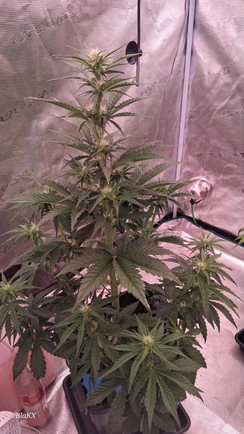 Banana Purpel Punsh Organisch mit EPN. Week 4