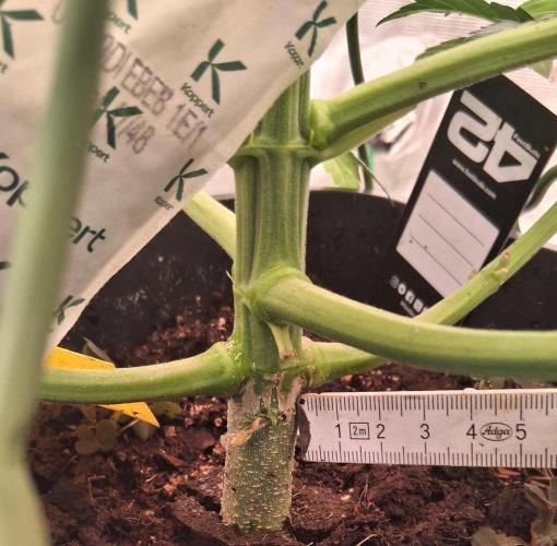 Banana Purpel Punsh Organisch mit EPN. Week 4