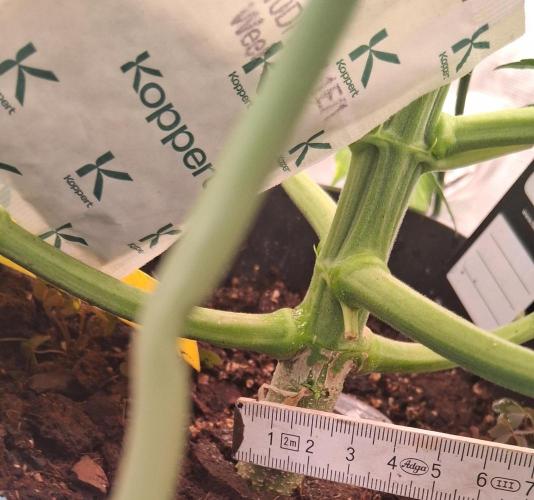 Banana Purpel Punsh Organisch mit EPN. Week 4