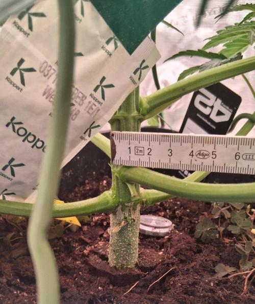 Banana Purpel Punsh Organisch mit EPN. Week 4