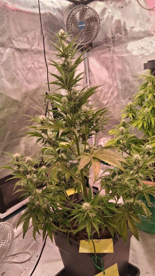 Banana Purpel Punsh Organisch mit EPN. Week 5