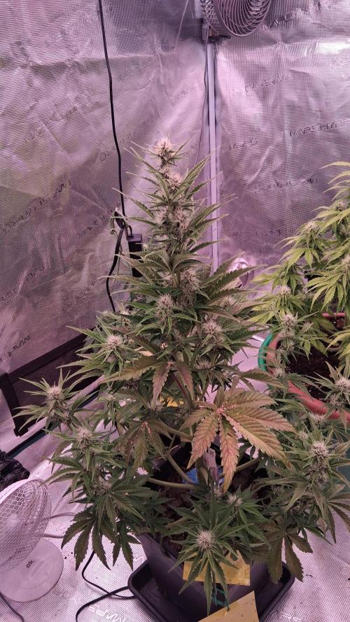 Banana Purpel Punsh Organisch mit EPN. Week 5