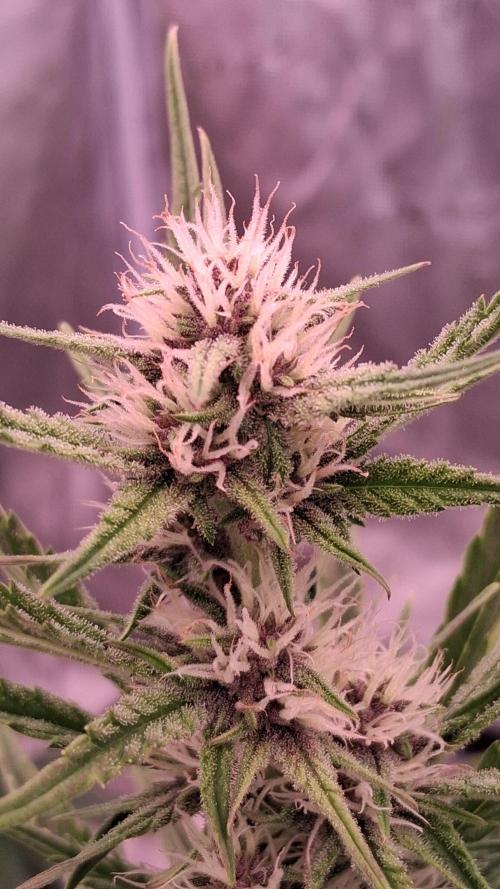 Banana Purpel Punsh Organisch mit EPN. Week 5