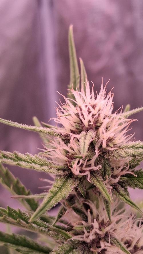 Banana Purpel Punsh Organisch mit EPN. Week 5