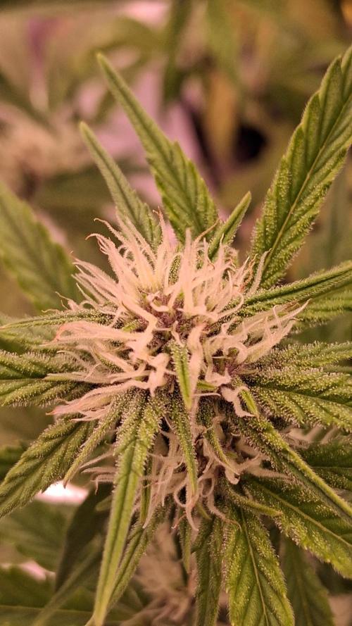 Banana Purpel Punsh Organisch mit EPN. Week 5