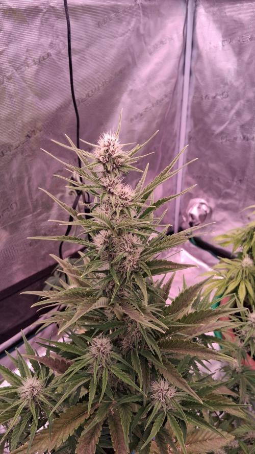 Banana Purpel Punsh Organisch mit EPN. Week 5