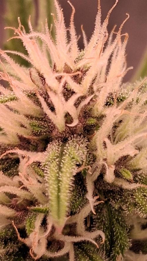 Banana Purpel Punsh Organisch mit EPN. Week 5