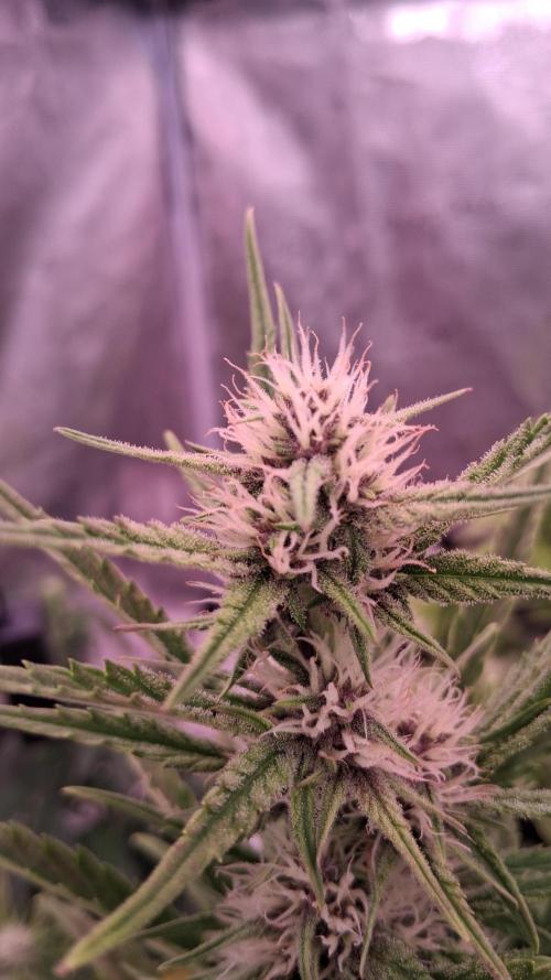 Banana Purpel Punsh Organisch mit EPN. Week 5