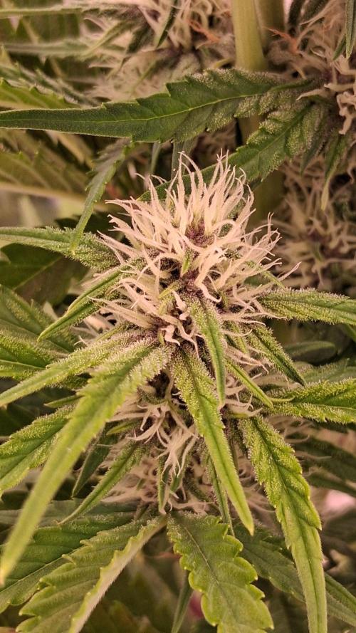 Banana Purpel Punsh Organisch mit EPN. Week 5