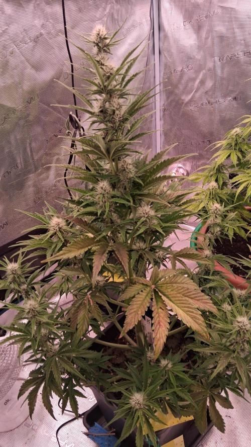 Banana Purpel Punsh Organisch mit EPN. Week 5