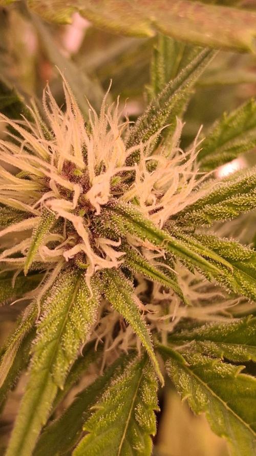 Banana Purpel Punsh Organisch mit EPN. Week 5