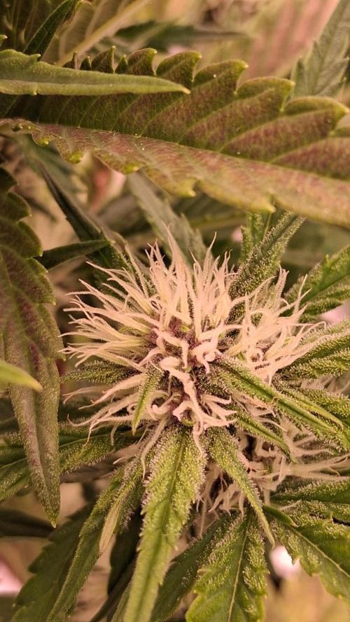 Banana Purpel Punsh Organisch mit EPN. Week 5