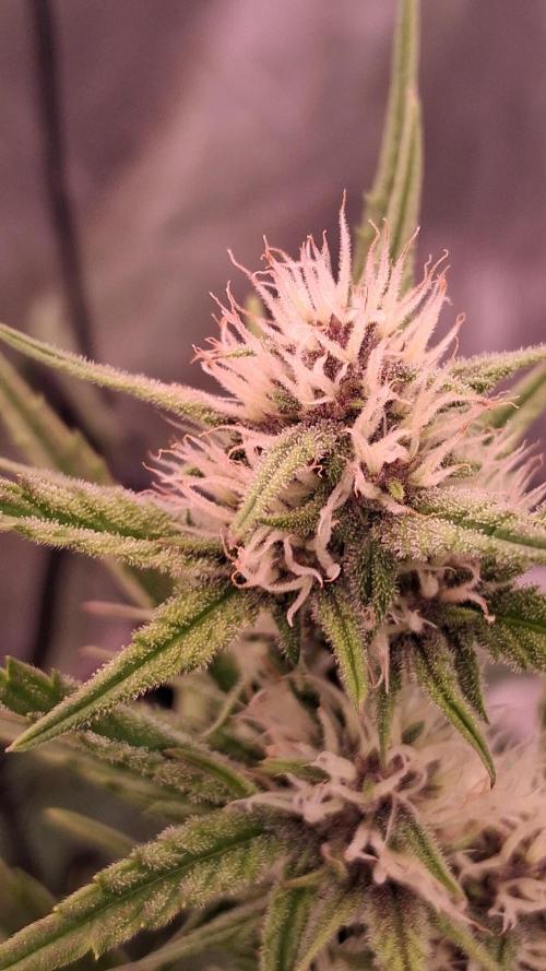 Banana Purpel Punsh Organisch mit EPN. Week 5