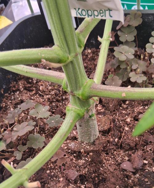 Banana Purpel Punsh Organisch mit EPN. Week 5