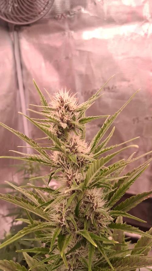 Banana Purpel Punsh Organisch mit EPN