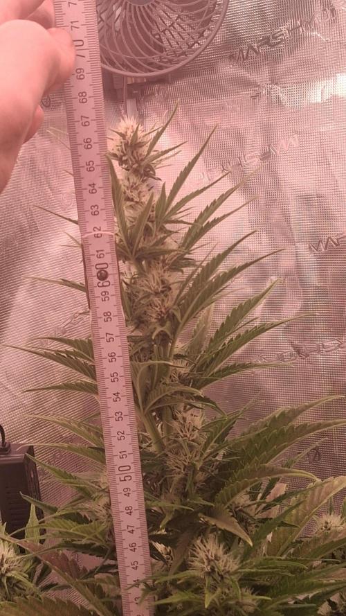 Banana Purpel Punsh Organisch mit EPN. Week 5