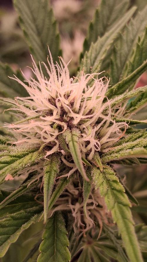 Banana Purpel Punsh Organisch mit EPN. Week 5