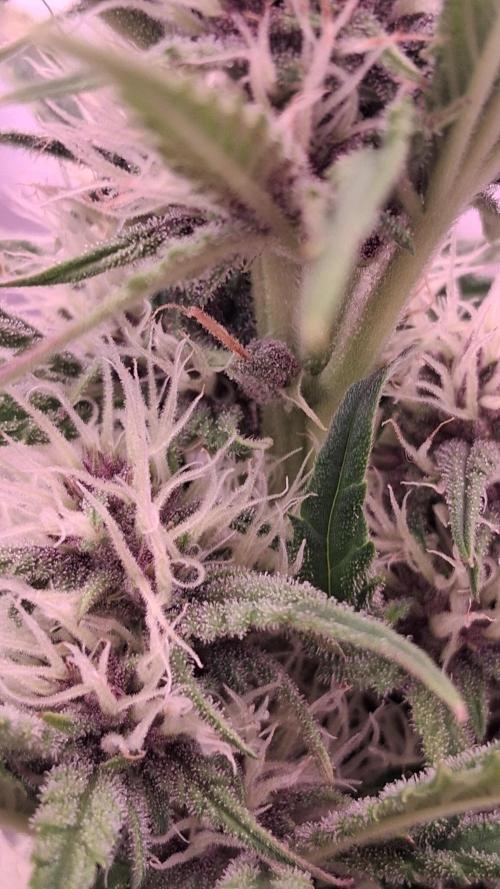 Banana Purpel Punsh Organisch mit EPN. Week 5