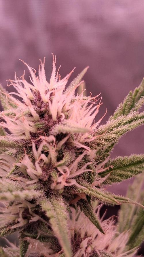 Banana Purpel Punsh Organisch mit EPN. Week 5