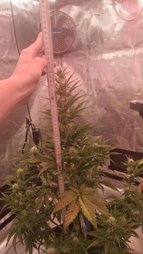 Banana Purpel Punsh Organisch mit EPN. Week 5