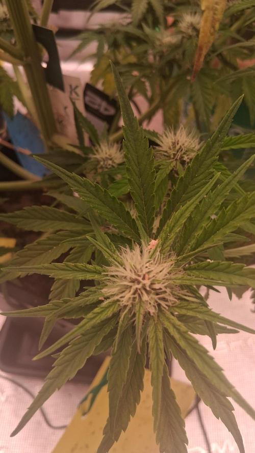 Banana Purpel Punsh Organisch mit EPN. Week 5