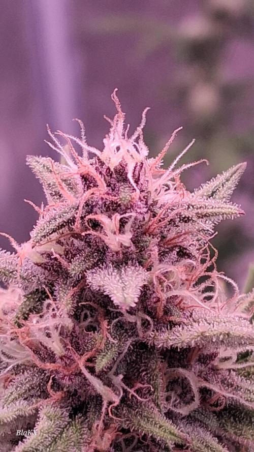 Banana Purpel Punsh Organisch mit EPN. Week 6