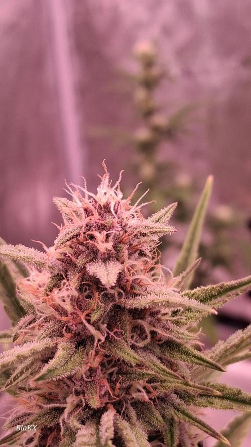 Banana Purpel Punsh Organisch mit EPN. Week 6