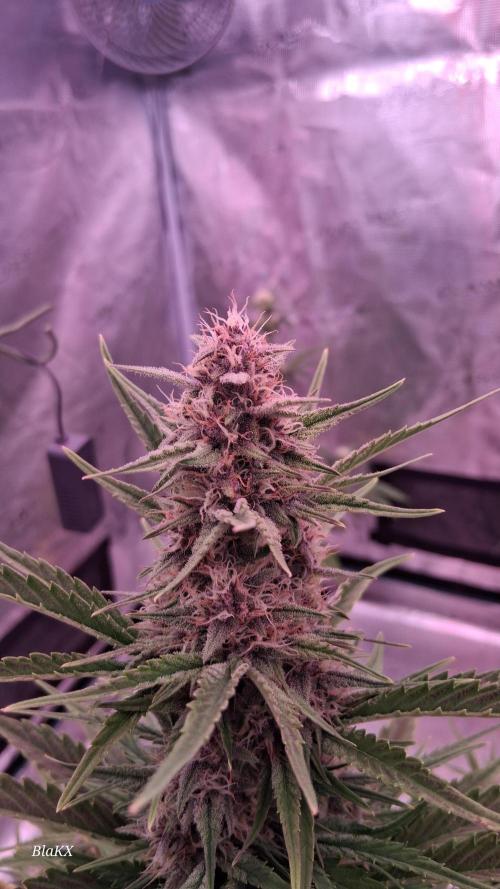 Banana Purpel Punsh Organisch mit EPN. Week 6