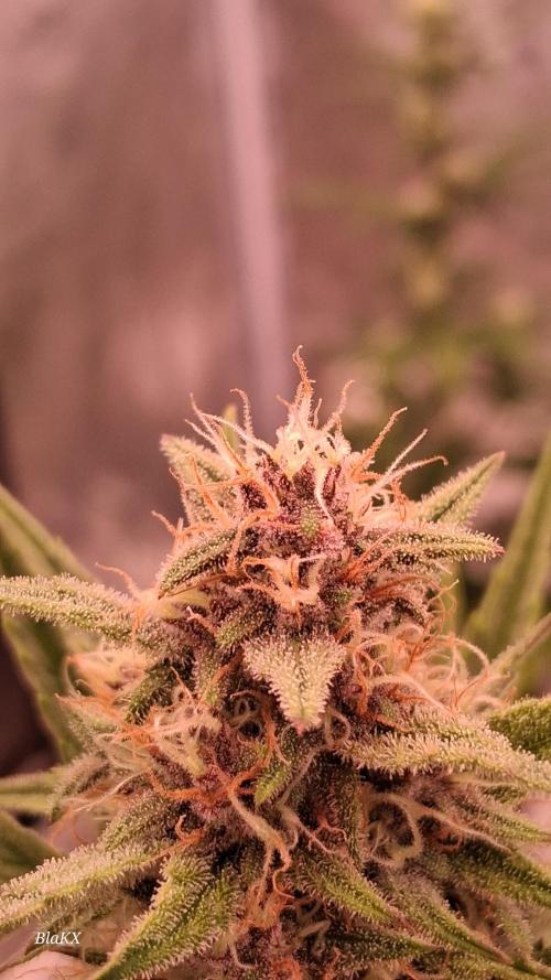 Banana Purpel Punsh Organisch mit EPN. Week 6