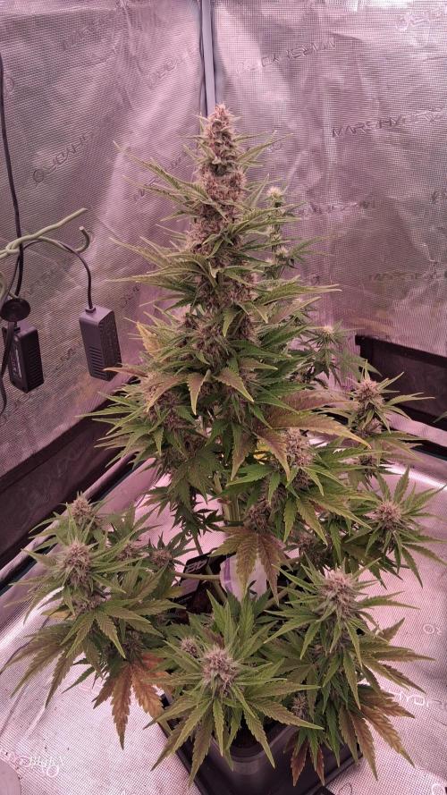 Banana Purpel Punsh Organisch mit EPN. Week 6