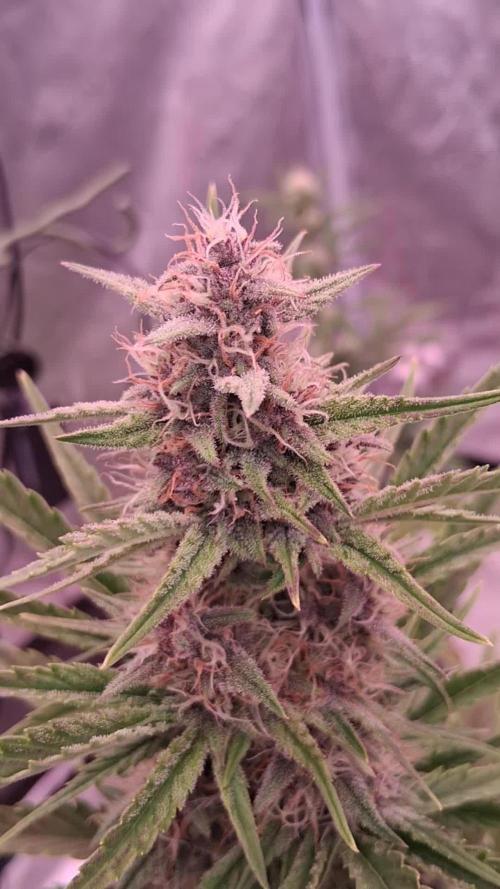 Banana Purpel Punsh Organisch mit EPN