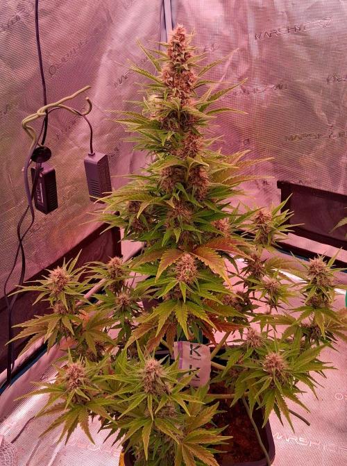 Banana Purpel Punsh Organisch mit EPN. Week 6