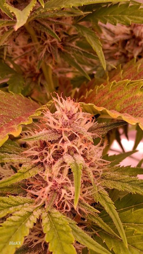 Banana Purpel Punsh Organisch mit EPN. Week 6