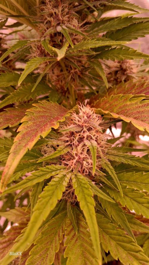 Banana Purpel Punsh Organisch mit EPN. Week 6