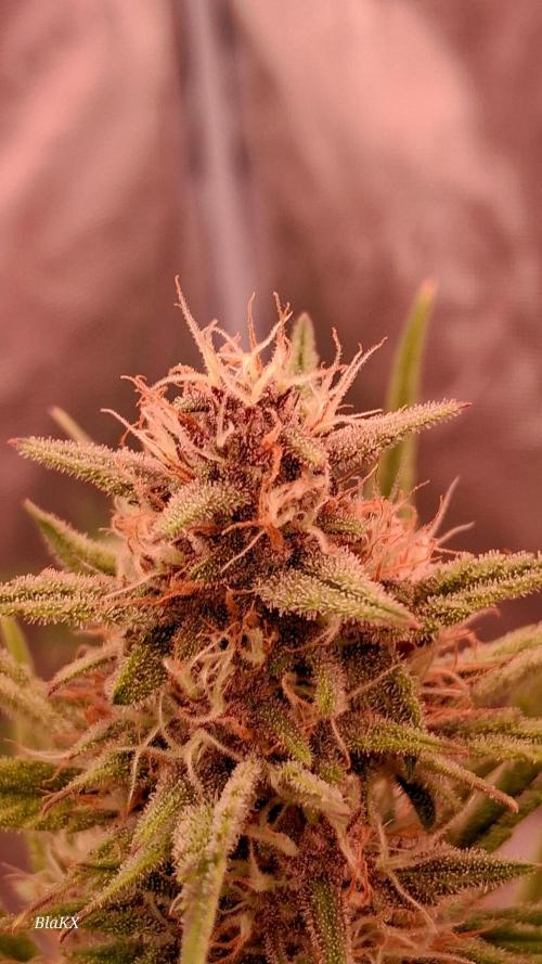 Banana Purpel Punsh Organisch mit EPN. Week 6