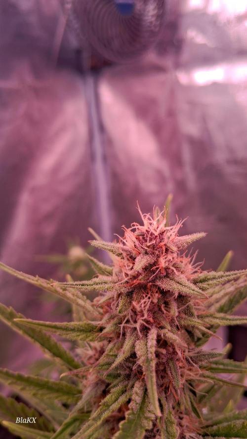 Banana Purpel Punsh Organisch mit EPN. Week 6