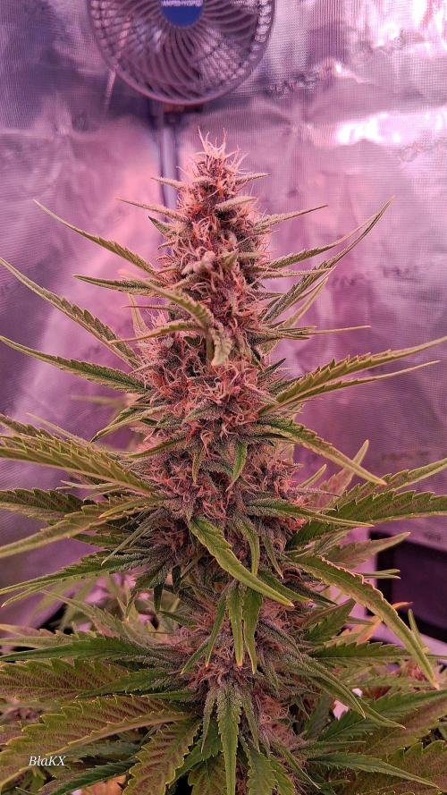 Banana Purpel Punsh Organisch mit EPN. Week 6