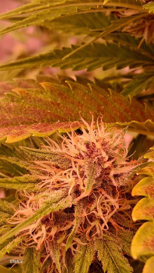 Banana Purpel Punsh Organisch mit EPN. Week 6