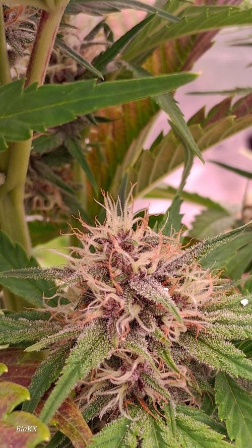 Banana Purpel Punsh Organisch mit EPN. Week 6