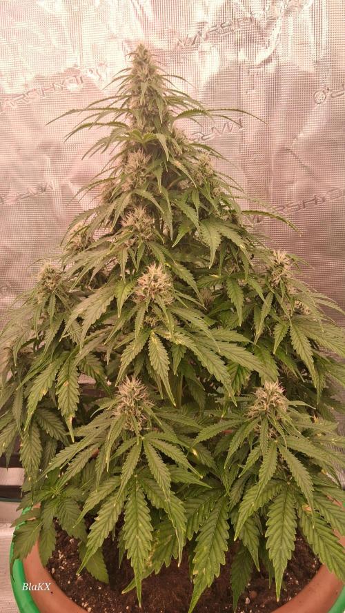 Auto BlaKX Opium. Week 8