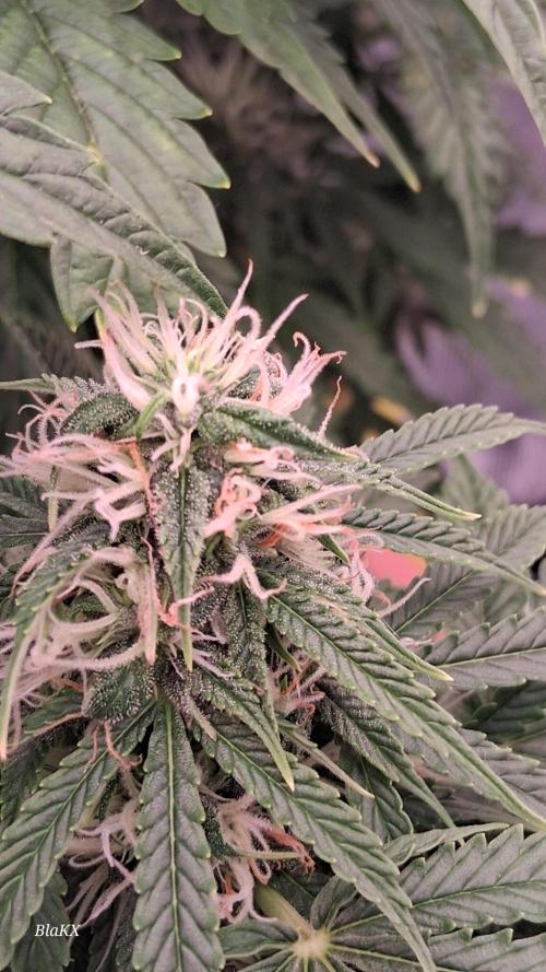 Auto BlaKX Opium. Week 8