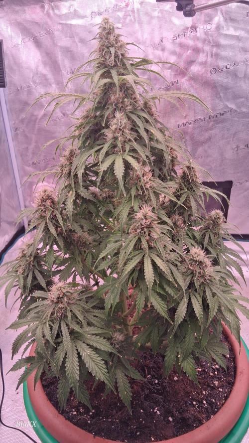 Auto BlaKX Opium. Week 9