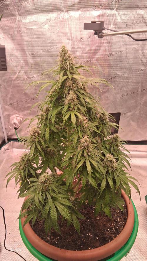 Auto BlaKX Opium. Week 9