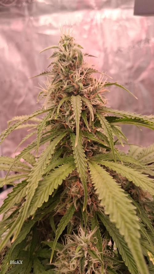 Auto BlaKX Opium. Week 9