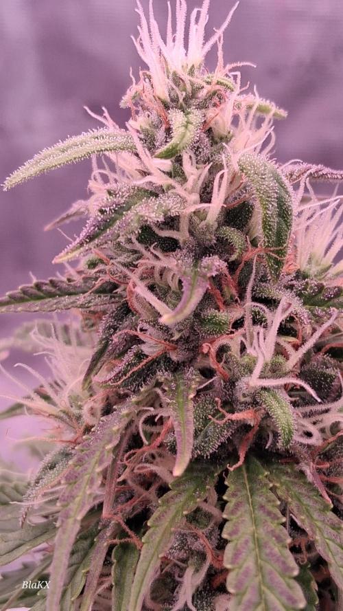 Auto BlaKX Opium. Week 9