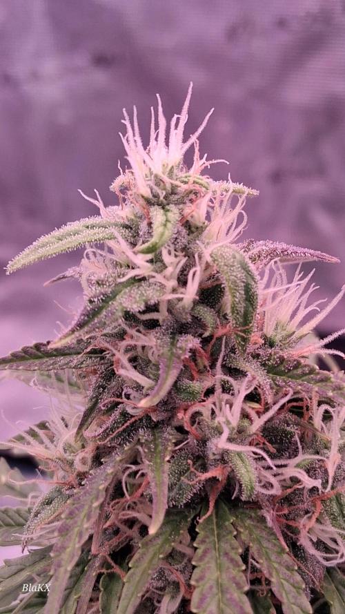 Auto BlaKX Opium. Week 9