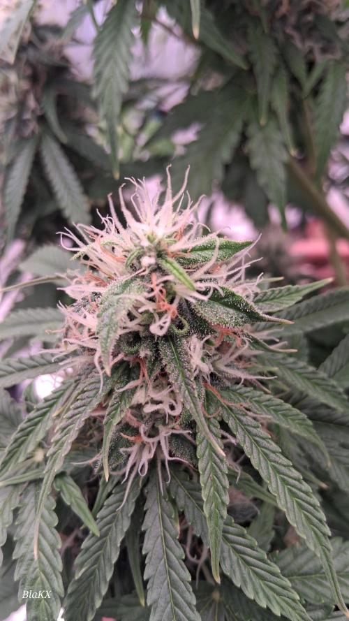 Auto BlaKX Opium. Week 9