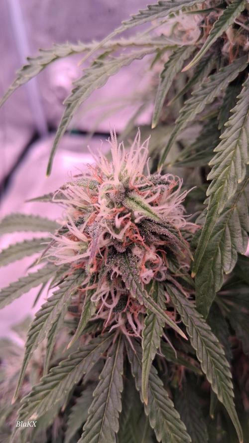 Auto BlaKX Opium. Week 9